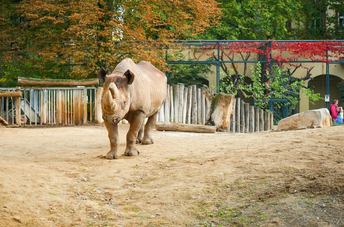 Nashorn im Frankfurter Zoo